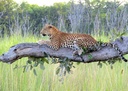 Moremi Game Reserve