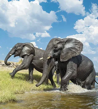 herd of elephants