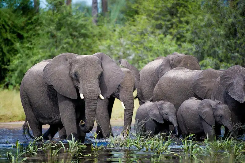Elephants at Chobe River