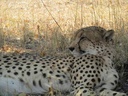 Chobe National Park cheetah