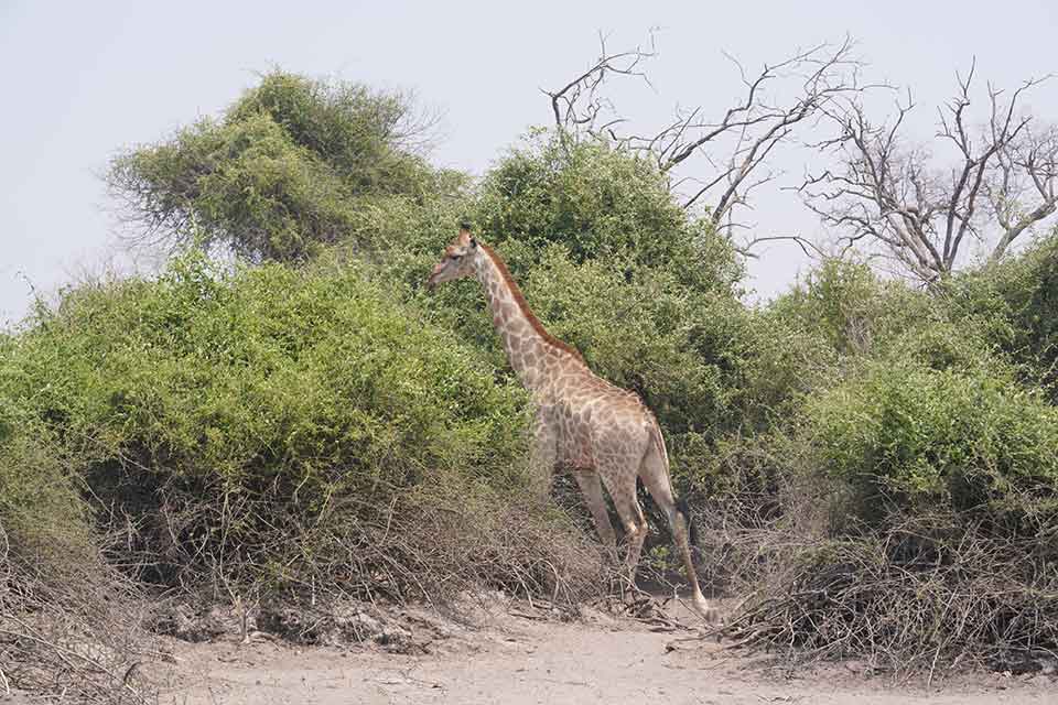 Moremi Game Reserve