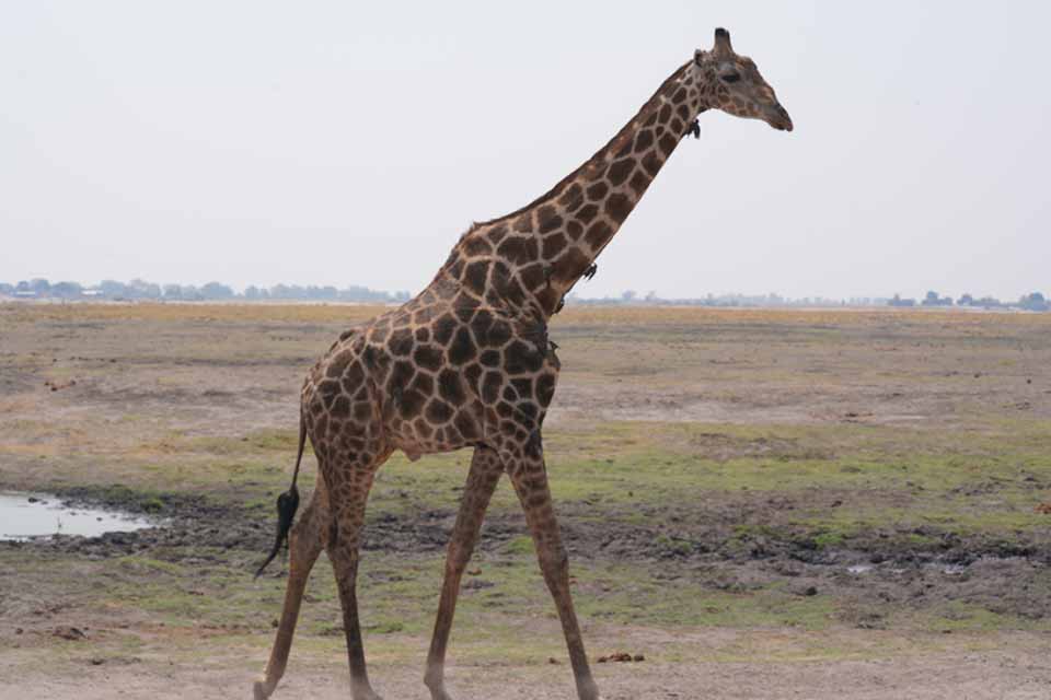 Chobe National Park