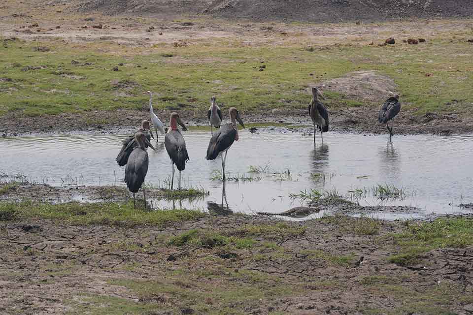 Chobe National Park