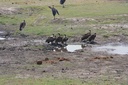 Moremi Game Reserve